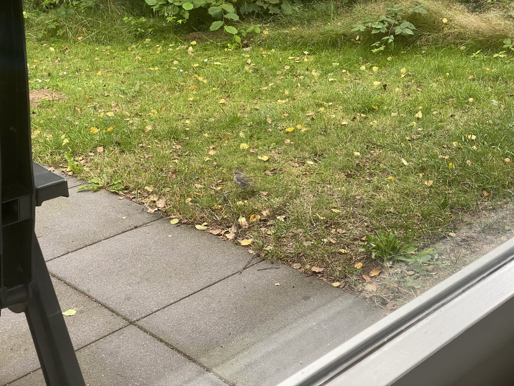 Robin in the garden of our holiday home at the Landal Coldenhove holiday park