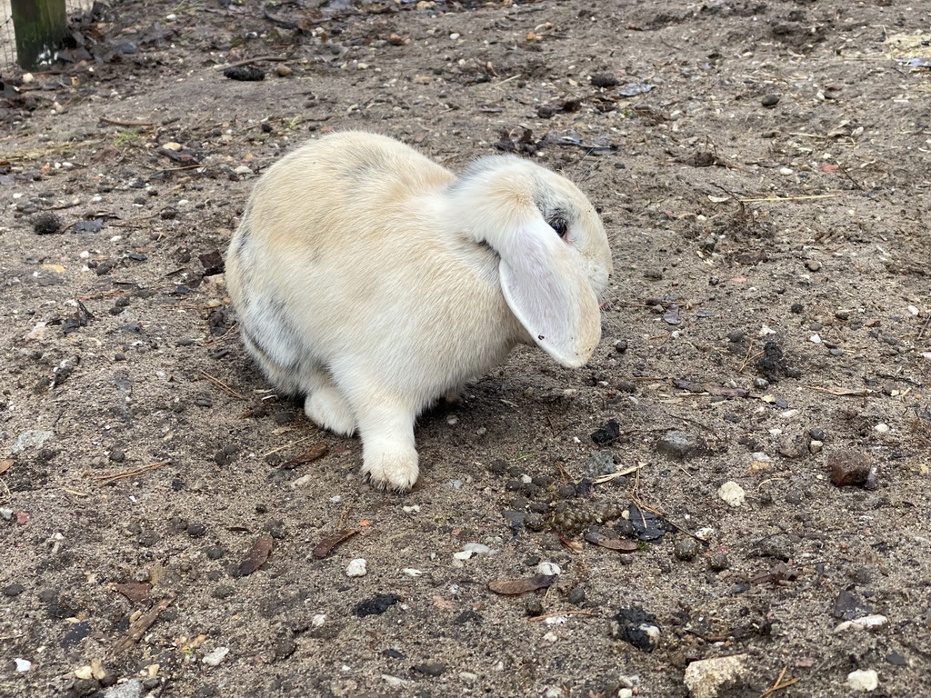 Rabbit at the petting zoo at the Landal Coldenhove holiday park