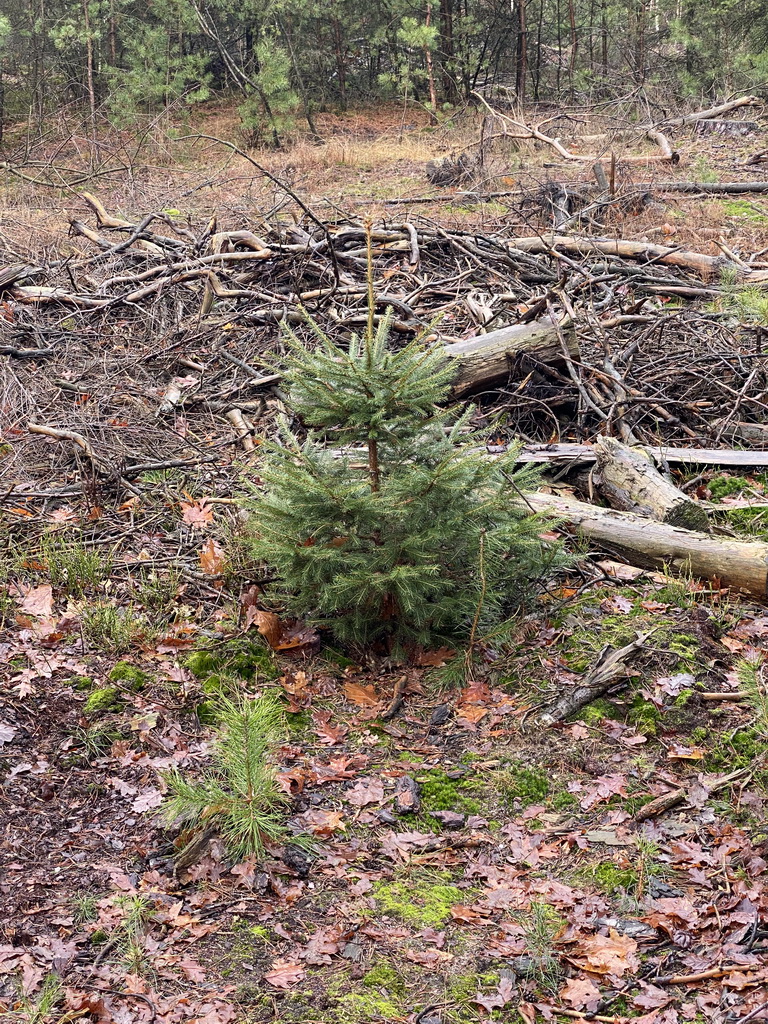 Small tree at the forest at the Landgoed Boshul estate