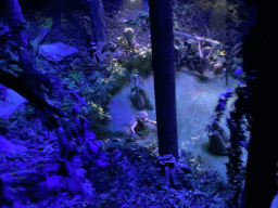 Trolls at the bottom of the Squelch Forest in the Droomvlucht attraction at the Marerijk kingdom