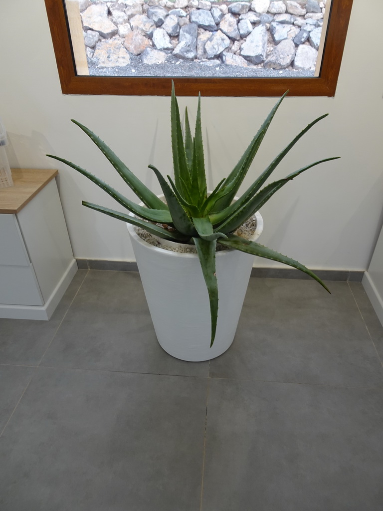 Aloe Vera plant at the main building of the Aloe Vera farm