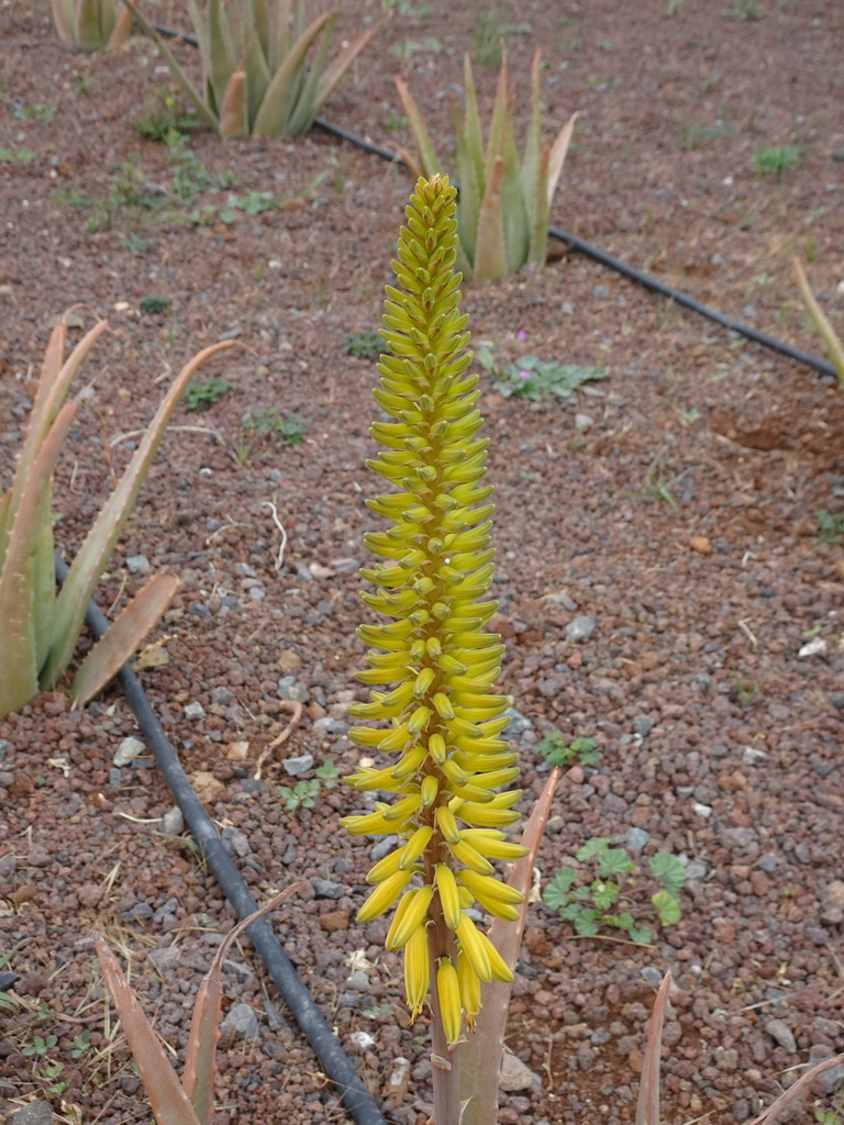 Aloe Vera flower at the Aloe Vera farm