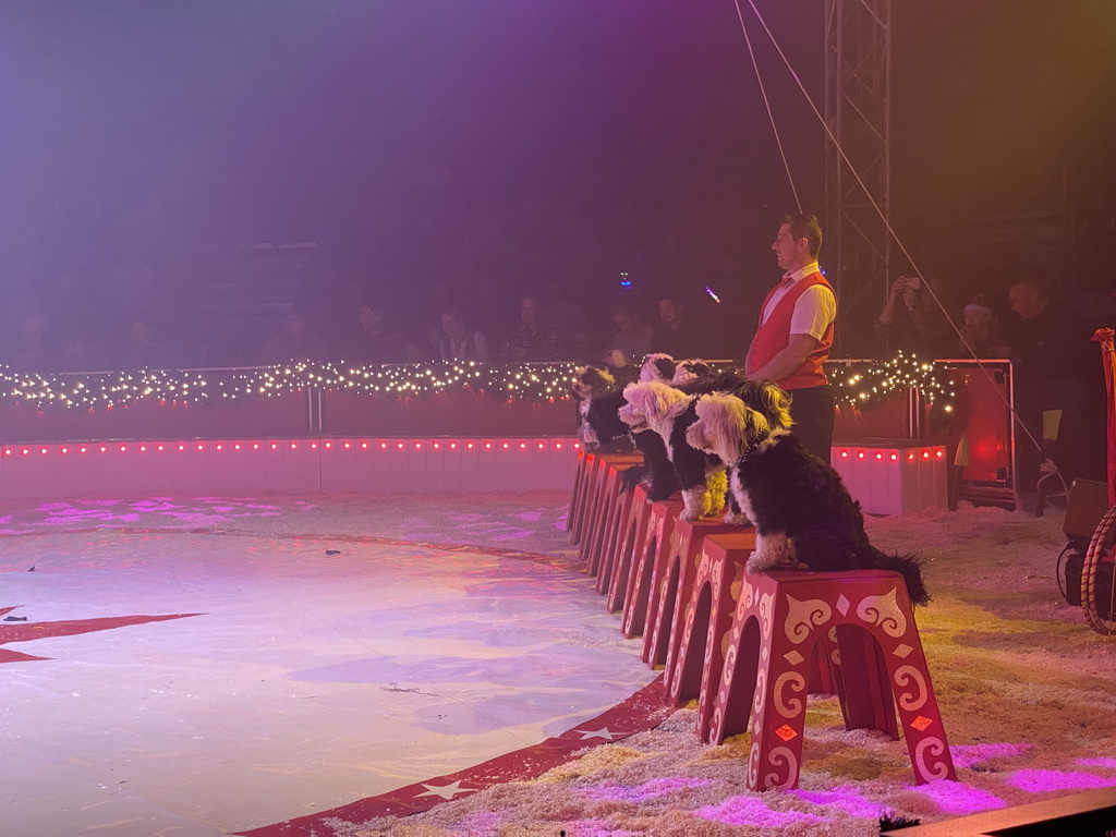 Circus artist and dogs at the Kerstcircus Etten-Leur, during the act `Ten Tibetan Terriers - Josefine & Daniël Igen`