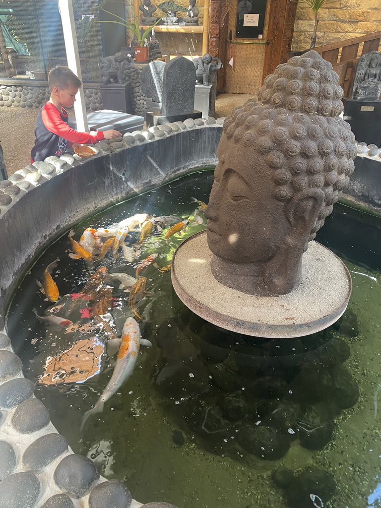 Max feeding Koi at a pond at the exotic garden center De Evenaar