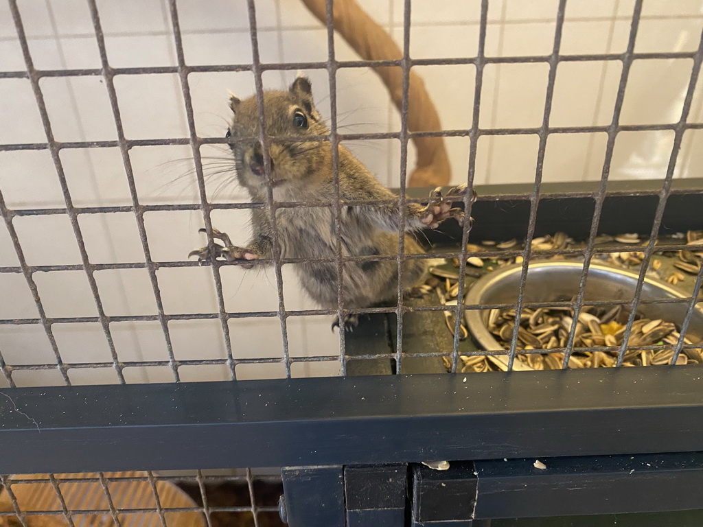 Swinhoe`s Striped Squirrel at the exotic garden center De Evenaar