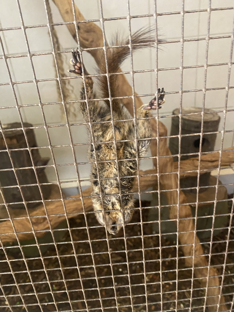 Swinhoe`s Striped Squirrel at the exotic garden center De Evenaar