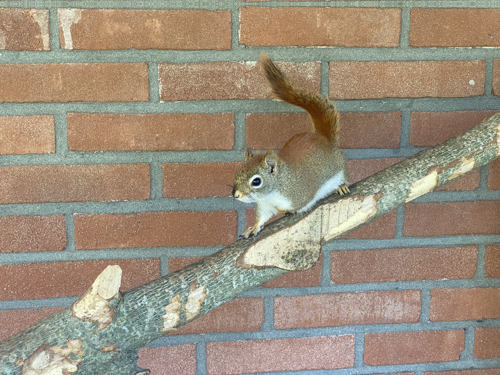 American Red Squirrel at the Eekhoorn Experience at the Bamboo Garden at the exotic garden center De Evenaar