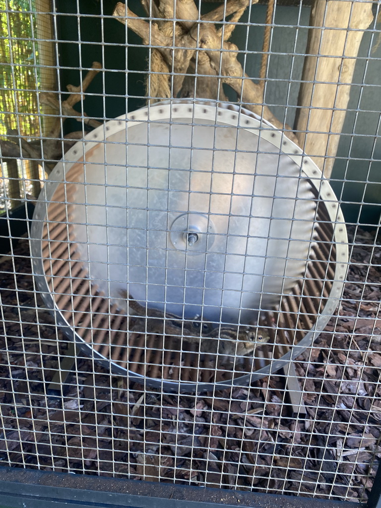 Swinhoe`s Striped Squirrels running in a running wheel at the Eekhoorn Experience at the Bamboo Garden at the exotic garden center De Evenaar