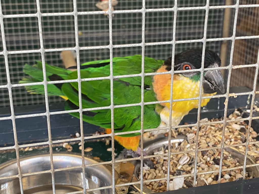 Black-headed Parrot at the exotic garden center De Evenaar