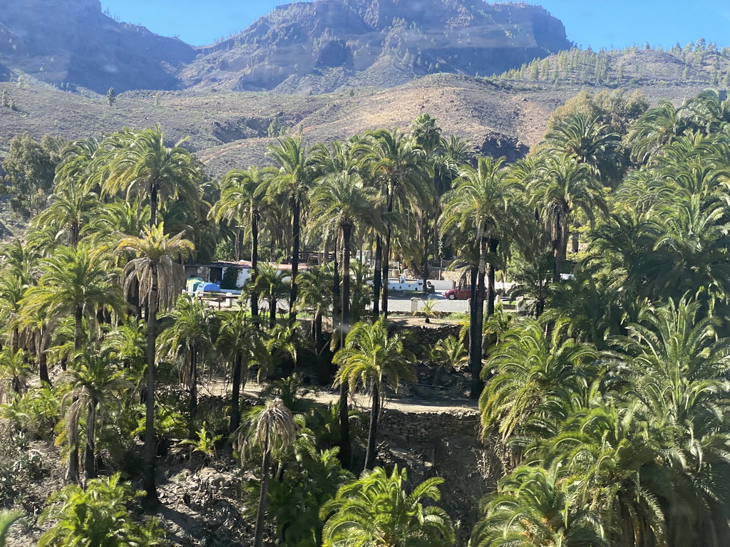 Palm trees at the north side of the town, viewed from the tour bus on the GC-60 road