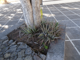 Aloe Vera plant at the Plaza de San José square