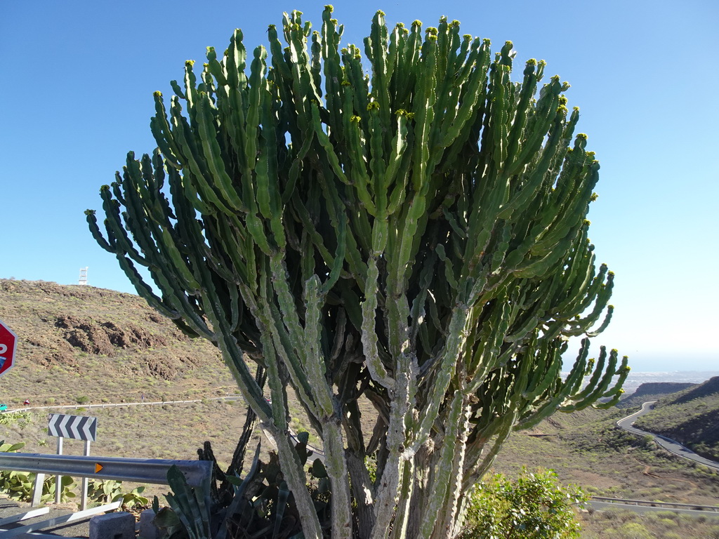 Cactus at the Mirador Astronómico de la Degollada de las Yeguas viewpoint