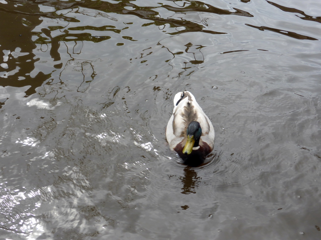 Duck in the canal along the Dominee T.O. Hylkemaweg street, viewed from our tour boat