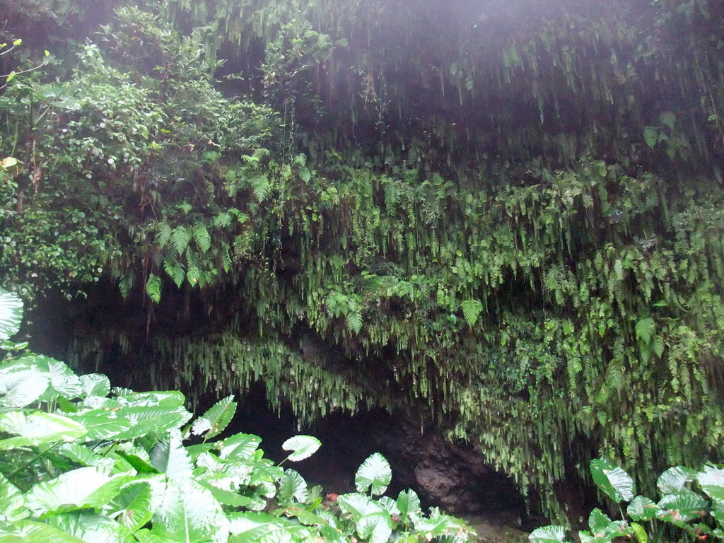 Plants hanging above a cave at the Mt. Fengluling volcano crater at the Hainan Volcano Park