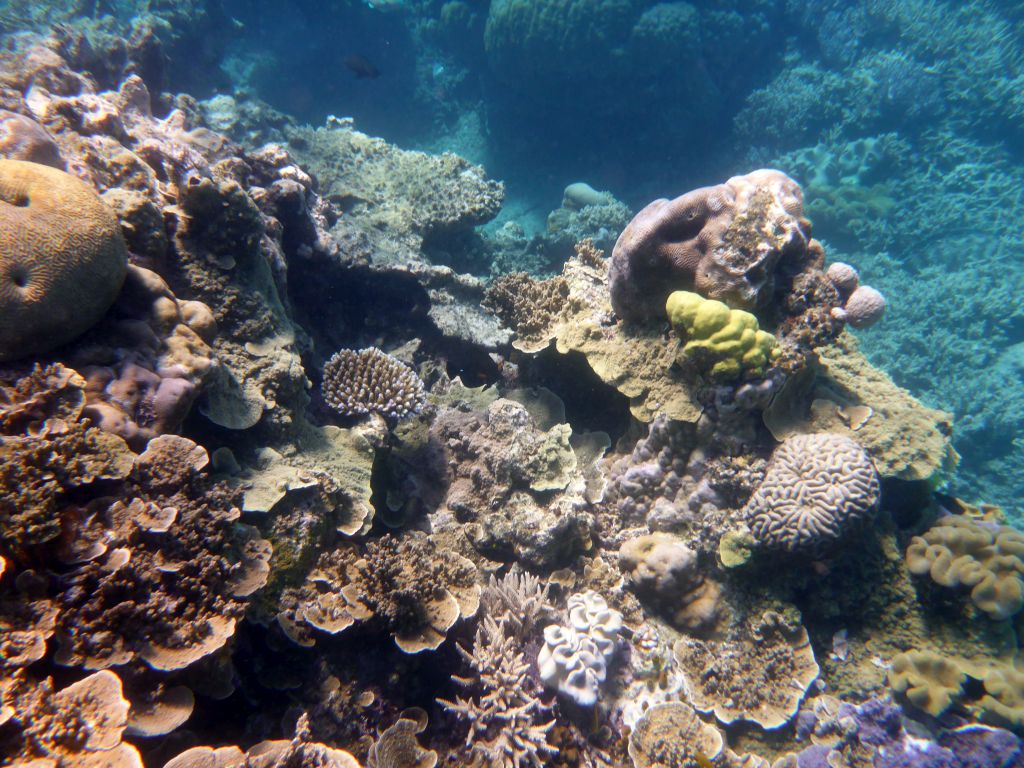 Coral and fish, viewed from underwater