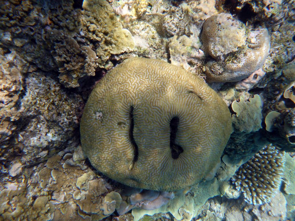 Coral, viewed from underwater