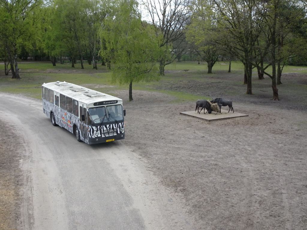 Safari bus and Wildebeests at the Safaripark Beekse Bergen