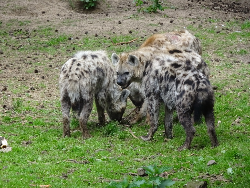 Spotted Hyenas at the Safaripark Beekse Bergen