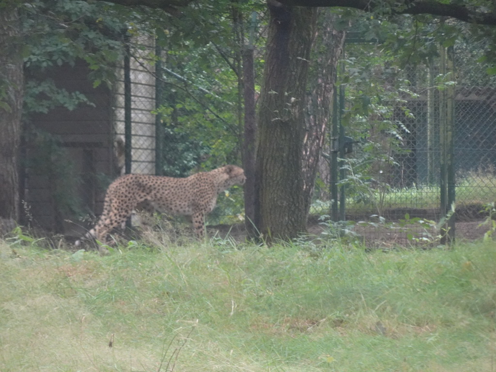 Cheetah at the Safaripark Beekse Bergen, viewed from the car during the Autosafari