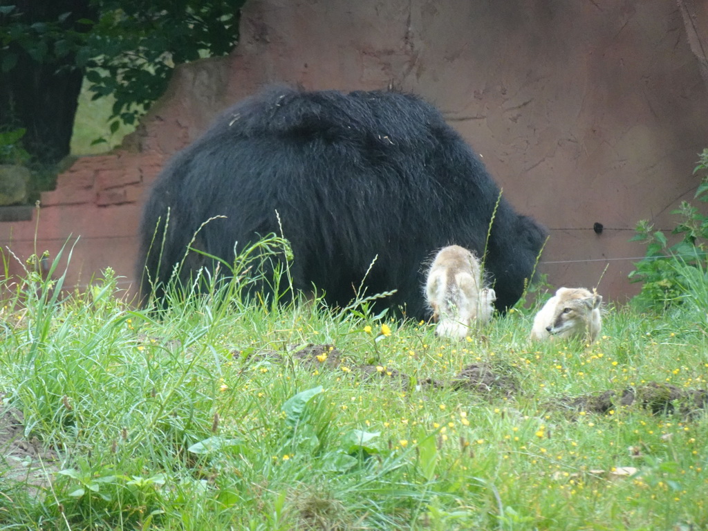 Sloth Bear and Corsac Fox at the Safaripark Beekse Bergen