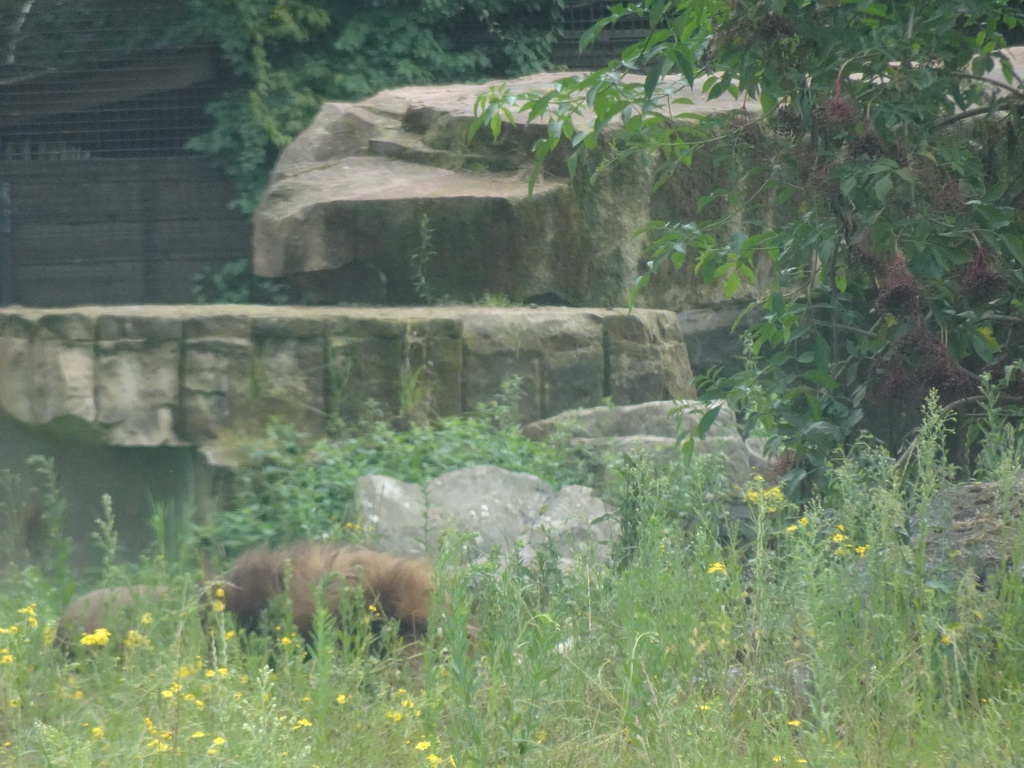 Lion at the Safaripark Beekse Bergen, viewed from the car during the Autosafari