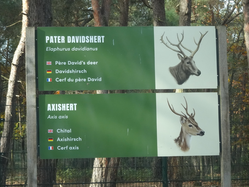 Explanation on the Père David`s Deer and Chital at the Safaripark Beekse Bergen, viewed from the car during the Autosafari