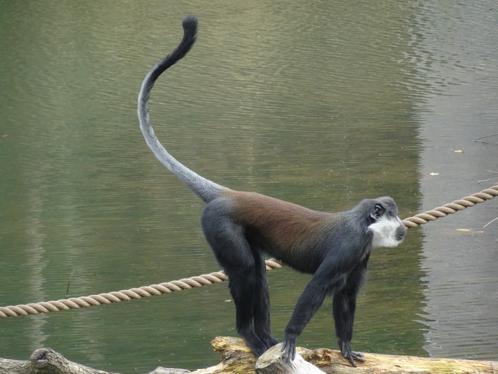 L`Hoest`s Monkey at the Safaripark Beekse Bergen, viewed from the Kongo restaurant