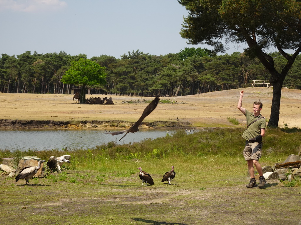 Zookeeper, Vultures, Falcon and Camels at the Safaripark Beekse Bergen, during the Birds of Prey Safari