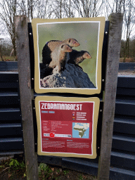 Explanation on the Banded Mongoose at the Safaripark Beekse Bergen, during the Winterdroom period