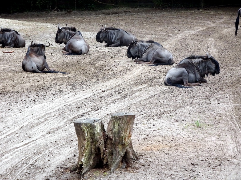 Wildebeests at the Safaripark Beekse Bergen