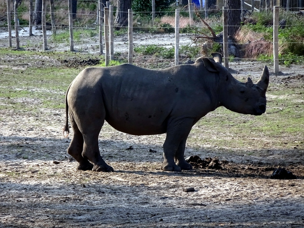 Square-lipped Rhinoceros at the Serengeti area at the Safari Resort at the Safaripark Beekse Bergen, viewed from the terrace of Restaurant Moto at Karibu Town