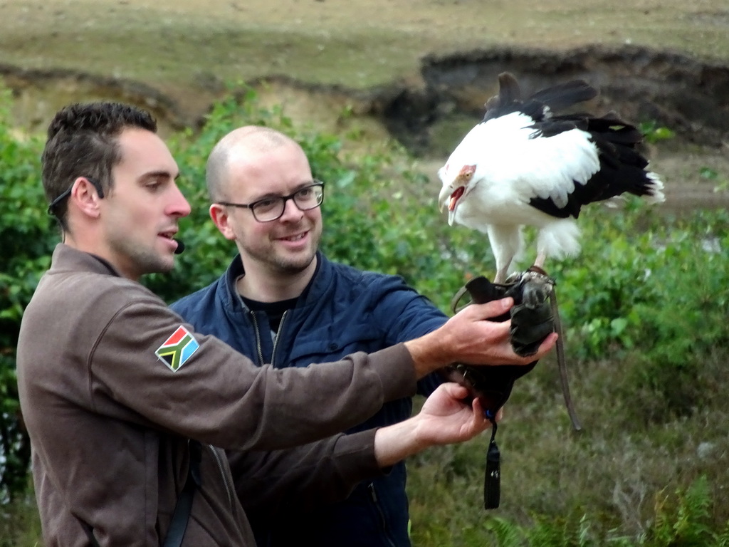 Zookeeper, visitor and White-bellied Sea Eagle at the Safaripark Beekse Bergen, during the Birds of Prey Safari