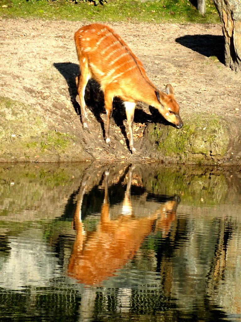 Sitatunga at the Safaripark Beekse Bergen, viewed from the Kongo restaurant