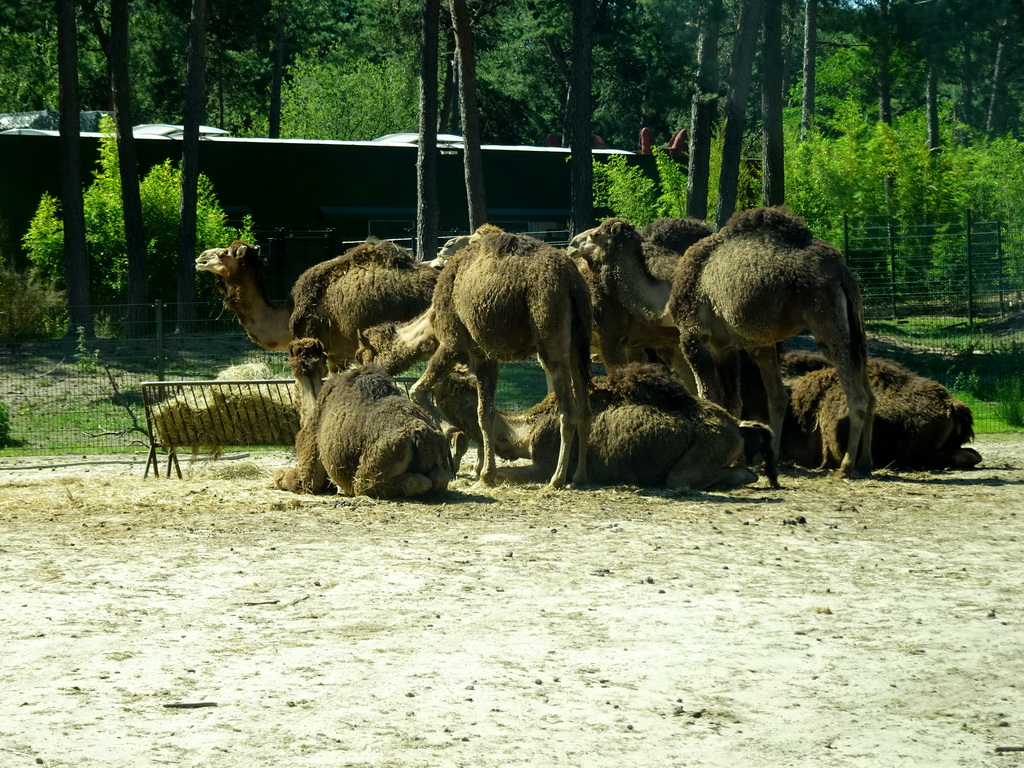 Dromedaries at the Safaripark Beekse Bergen, viewed from the car during the Autosafari