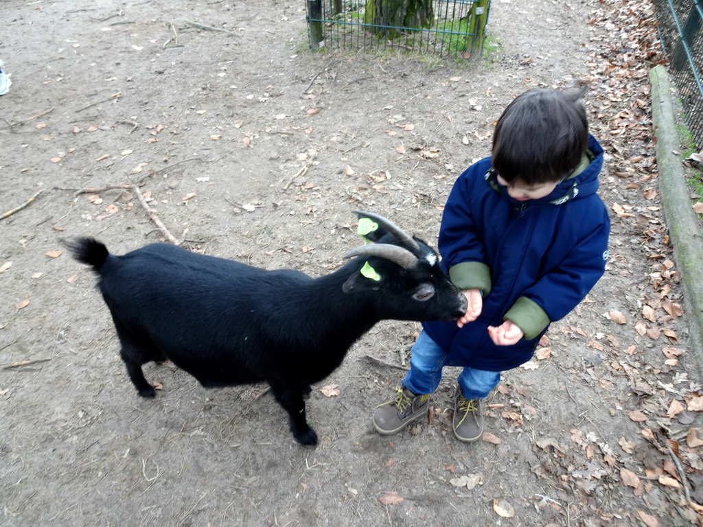 Max with a Goat at the Petting Zoo at the Afrikadorp village at the Safaripark Beekse Bergen