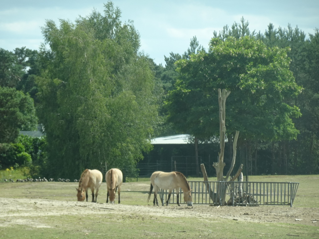 Przewalski`s Horses at the Safaripark Beekse Bergen, viewed from the car during the Autosafari