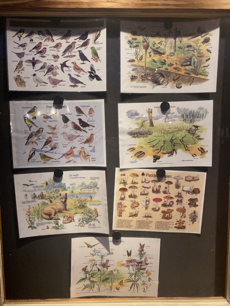 Information on local wildlife at the Landal Miggelenberg holiday park