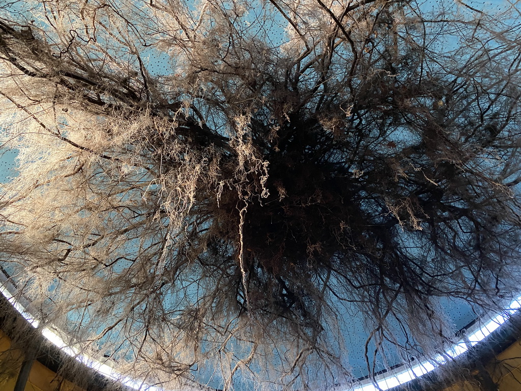 Roots of a tree at the middle floor of the Museonder museum, viewed from the lower floor