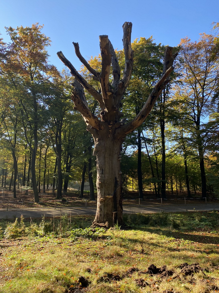 Tree with mushrooms at the Houtkampweg road