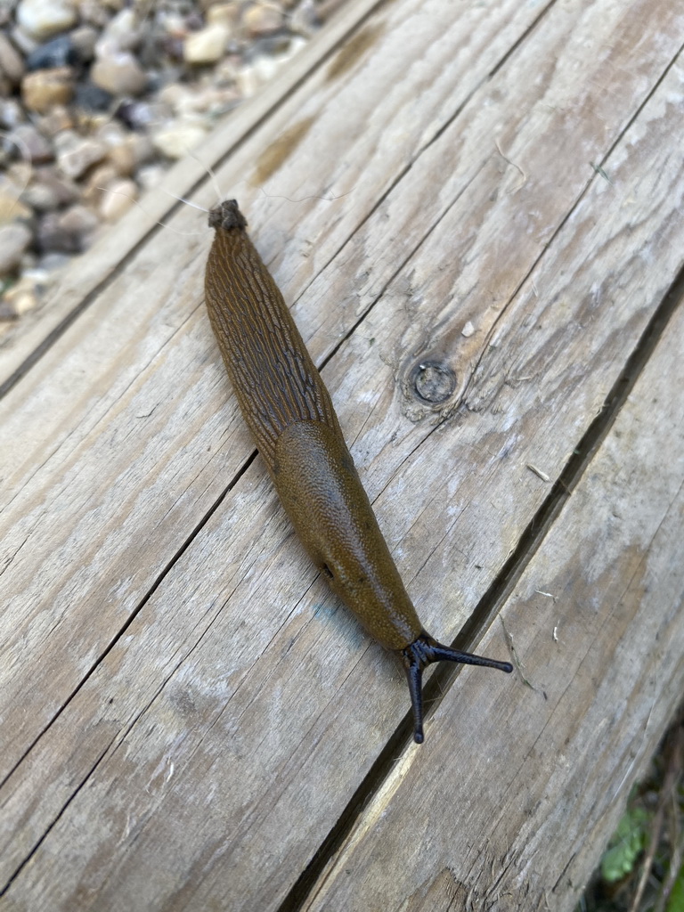 Slug at the playground next to the Le Buffet restaurant at the Vayamundo Houffalize hotel