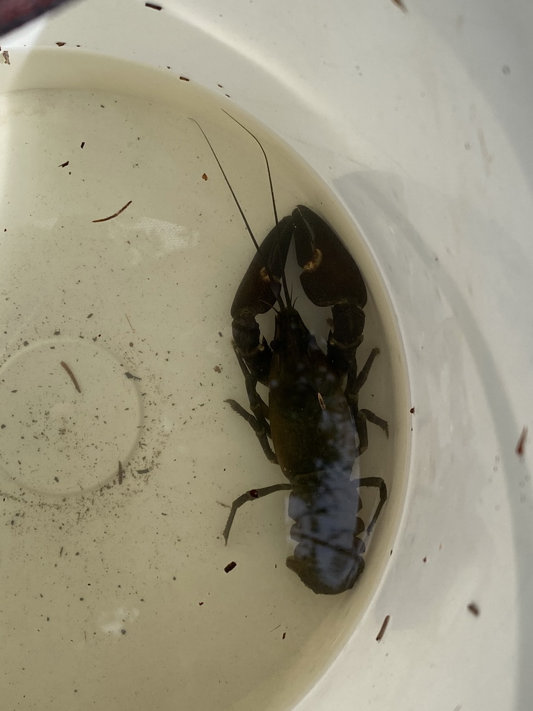 Bucket with our crayfish at the back side of the Vayamundo Houffalize hotel