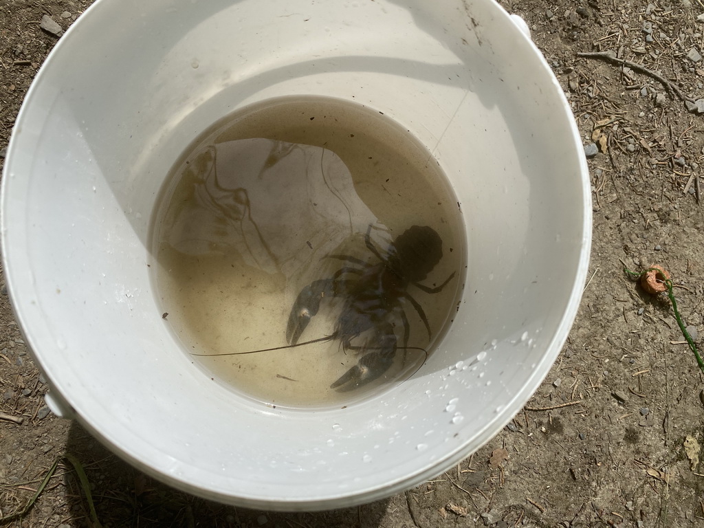 Bucket with our crayfish at the back side of the Vayamundo Houffalize hotel