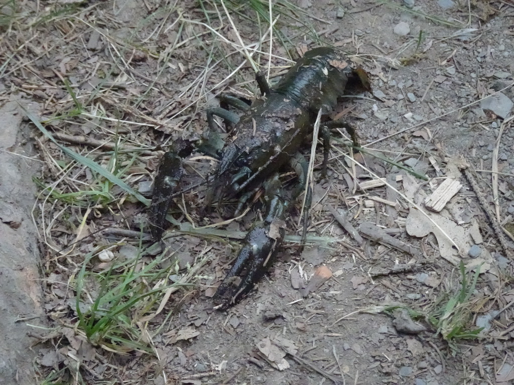 Our crayfish caught in the Eastern Ourthe river at the back side of the Vayamundo Houffalize hotel