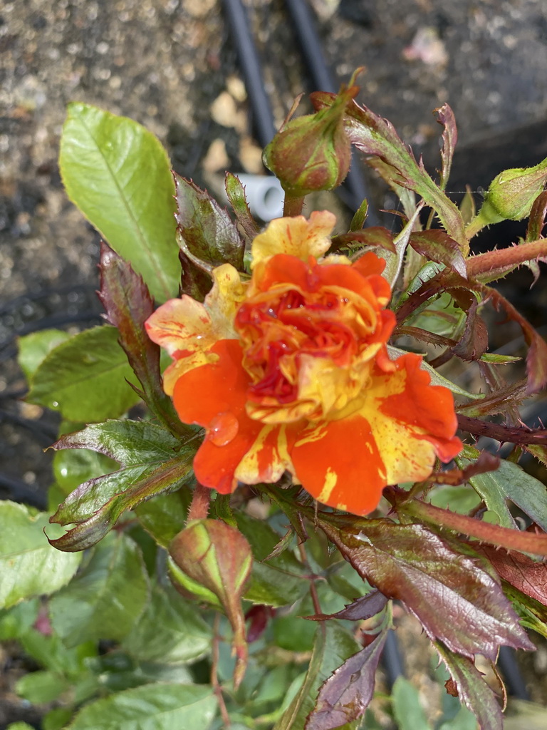 Flower at the nursery garden at the Zeeuwse Oase garden