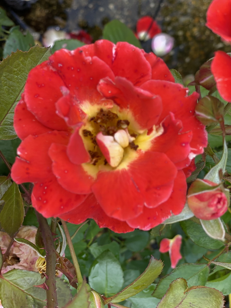 Flower at the nursery garden at the Zeeuwse Oase garden