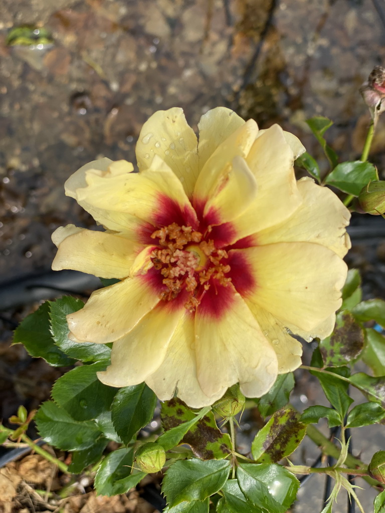 Flower at the nursery garden at the Zeeuwse Oase garden