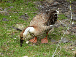 Goose at the Taiga area at the GaiaZOO