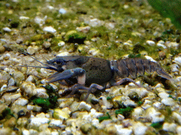 Crayfish at the Taiga area at the GaiaZOO