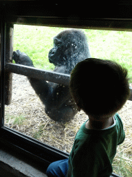 Max with a Gorilla at the Gorilla building at the Rainforest area at the GaiaZOO