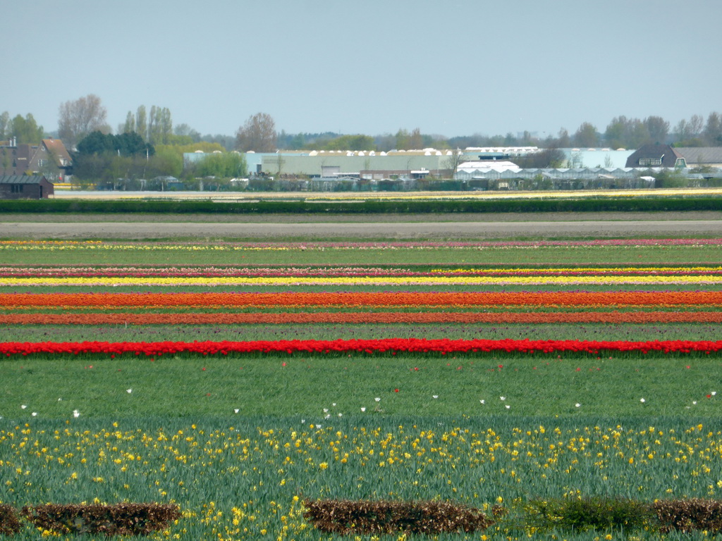 Flower fields to the northeast side of the Keukenhof park, viewed from the viewing point near the Oranje Nassau pavilion